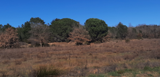 terrain vente Saint-jean-pla-de-corts
