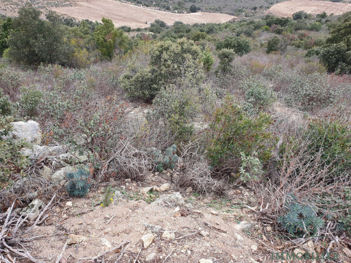 terrain vente Lesquerde