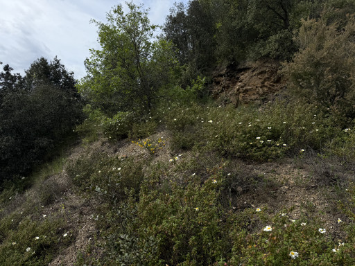terrain vente Reynès