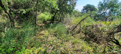 terrain vente Reynès