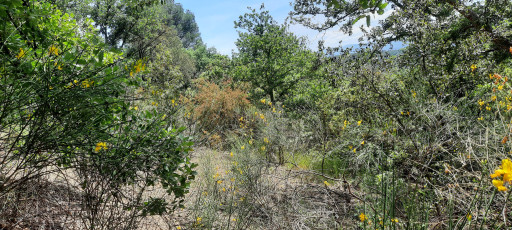 terrain vente Reynès