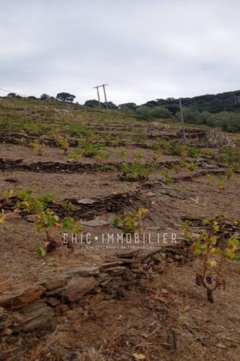 terrain vente Collioure