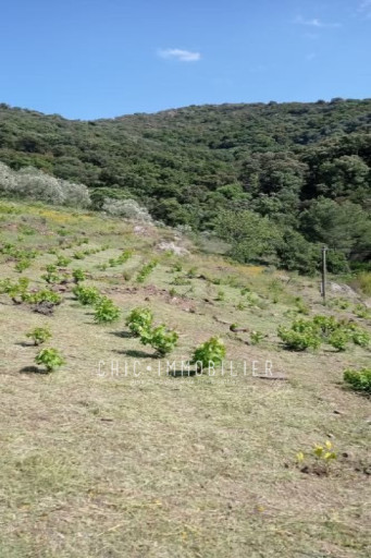 terrain vente Collioure