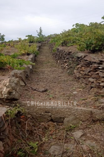 terrain vente Collioure