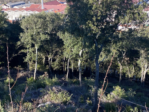 terrain vente Amélie-les-bains-palalda